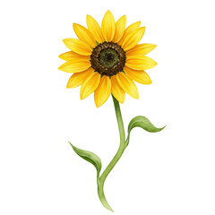 Naklejka premium Watercolor sunflower with detailed petals and green stem, isolated on white isolated on white background
