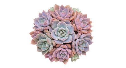 Pastel succulent rosette isolated on transparent background, echeveria plant with soft colors for...