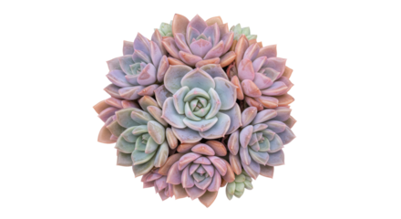Pastel succulent rosette isolated on transparent background, echeveria plant with soft colors for botanical design and decoration