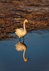 Russia. The South of Western Siberia, the Altai Mountains. A graceful whooping swan in the rays of the sunset spring sky feeds in the village lake after a difficult flight.