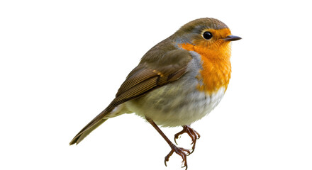 European robin isolated PNG on transparent background, small bird with orange breast and brown plumage for nature and wildlife projects
