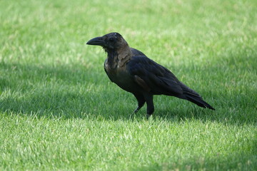 the house crow (Corvus splendens)