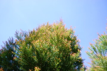Melaleuca bracteata macro leaves small world