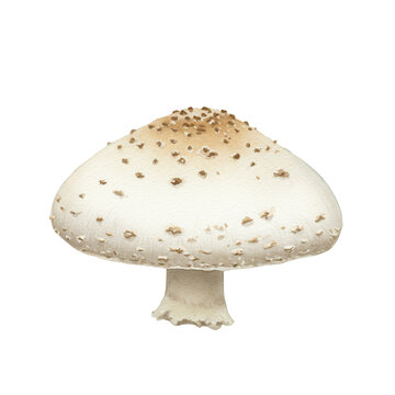 Watercolor painting of a solitary white mushroom with brown spots on the cap isolated on white background