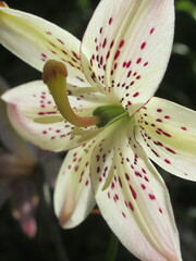 Zbliżenie na kwiat lilii tygrysiej © Kumulugma