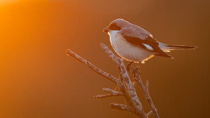 Lesser grey shrike (Lanius minor) at sunset, North Norfolk, UK. Rare British migrant bird in autumn, backlit by the evening sun.