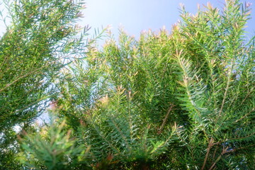 Melaleuca bracteata macro leaves small world