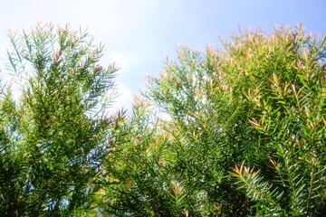 Melaleuca bracteata macro leaves small world