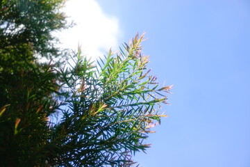 Melaleuca bracteata macro leaves small world