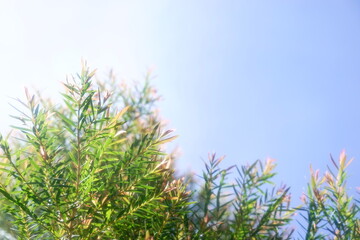 Melaleuca bracteata macro leaves small world