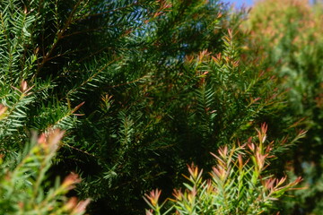 Melaleuca bracteata macro leaves small world