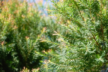Melaleuca bracteata macro leaves small world