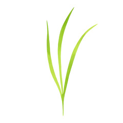 Fototapeta premium Watercolor illustration of three vibrant green grass blades with textured details isolated on white background