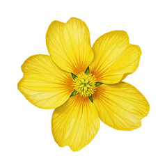 Watercolor depiction of a vibrant yellow flower with detailed petals and green center isolated on white background