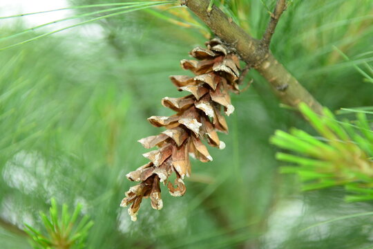 Pinus strobus, the eastern white pine