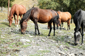 Wild horses grazing in mountain valley
