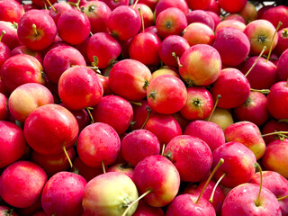 The harvest of apples. A close-up of bright red apples with smooth skins and branches lying in a dense scattering creates a feeling of freshness and juiciness of the harvest.