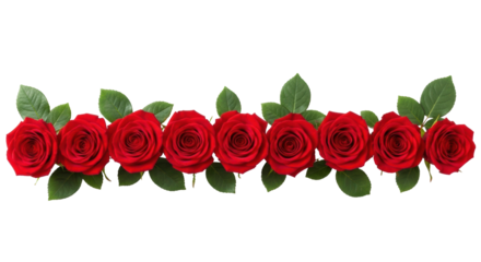 Perfectly aligned horizontal red roses, dewy green leaves, flat lay on white surface, infinite background, top-down studio, concept of love and elegance.