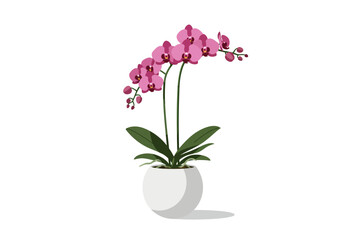 Pink Orchid Plant in White Pot.