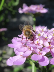 Zbliżenie na pszczołę zbierającą pyłek z kwiatka