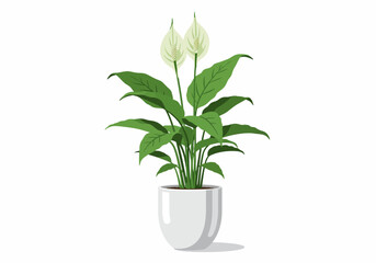 Peace Lily Houseplant in White Pot.