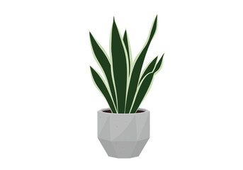 Indoor Snake Plant in Grey Pot.