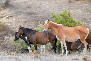 Fototapeta premium Three horses of varied colors stand peacefully on dry grass amid sparse vegetation and distant trees in a quiet, hilly landscape.