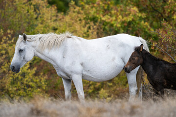 Fototapeta premium A white horse and dark brown foal stand close together on dry grass, framed by vibrant autumn foliage in a peaceful rural setting.
