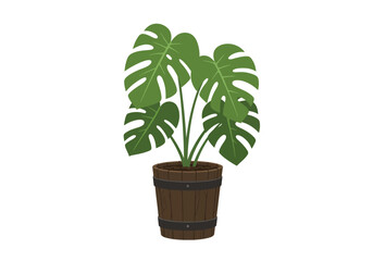 Monstera deliciosa houseplant in a pot.