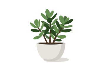 Jade Plant in White Pot Home Decor. © aprian