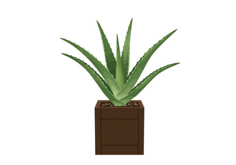 Aloe Vera Plant in Brown Square Pot.