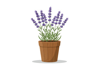 Potted Lavender Plant in Brown Pot.