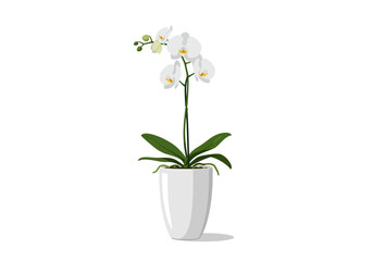 Elegant White Phalaenopsis Orchid in Pot.