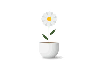 White Daisy in a Simple White Pot.