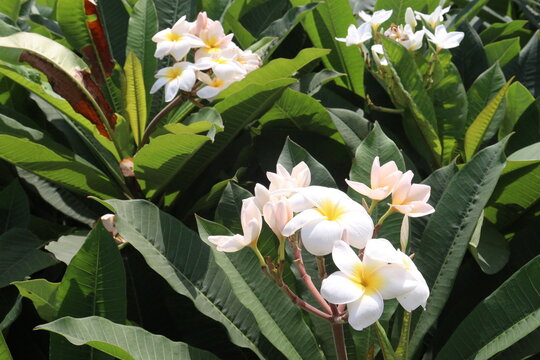 frangipani flower plant on farm