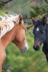 Obraz premium Two horses share a quiet moment, surrounded by green trees and soft autumn light in a peaceful rural setting.