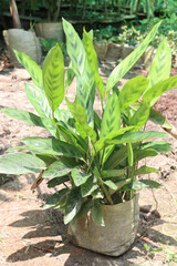 Calathea Leopardina plant on nursery for sell