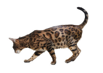 Bengal cat isolated on white. Beautiful pet