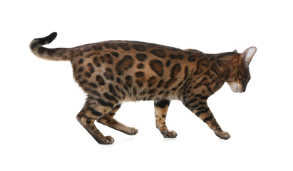 Bengal cat isolated on white. Beautiful pet