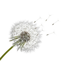 Extreme macro shot of a delicate dandelion seed head with white feathery pappus seeds dispersing in motion against a plain white studio background, concept of natural fragility and precision
