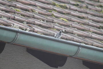 Vogel auf dem Dach