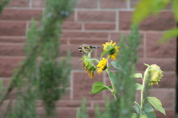 Sonnenblume als Futter