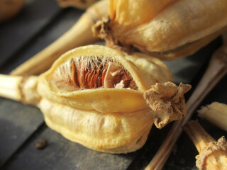 Zbliżenie na strączki nasienne tulipana