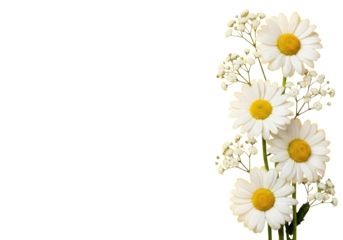 transparent daisies with yellow centers, delicate baby's breath, green stems arranged vertically right, against vibrant canary yellow background with copy space, flat lay, natural beauty and