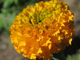 Zbliżenie na kwiat rośliny tagetes © Kumulugma