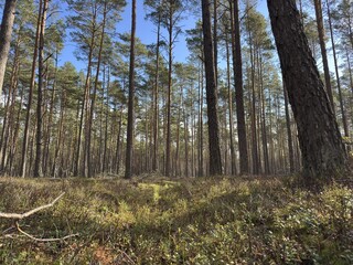 Tall pine trees in sunny forest