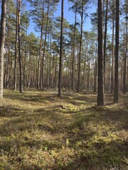 Tall pine trees in sunny forest