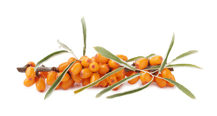 Fresh sea buckthorn berries with green leaves isolated on white