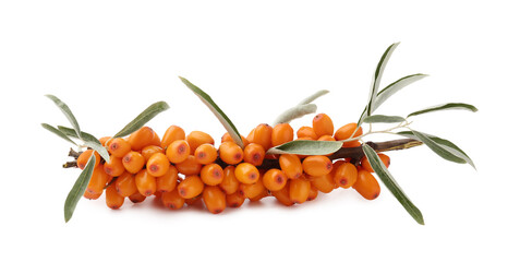 Fresh sea buckthorn berries with green leaves isolated on white