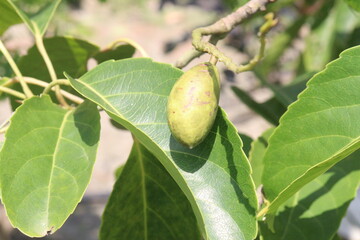 Fototapeta premium Elaeocarpus serratus also known Ceylon olive on tree